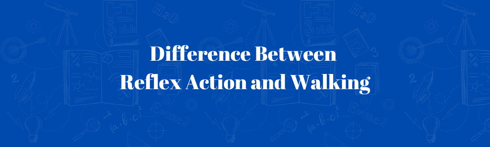 Difference Between Reflex Action and Walking